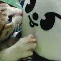 Hồn con T/g