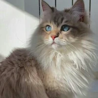Miêu Miêu