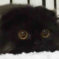 Peke J 