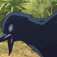 Ginkgo(quạ của mui)