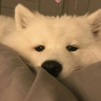 Mill /Samoyed/
