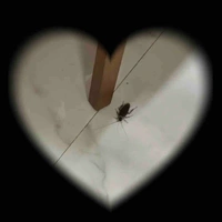 Tiểu cường đang nằm kế bên bạn