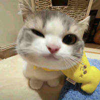 Cuti s1