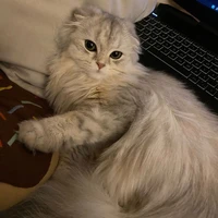 Lili