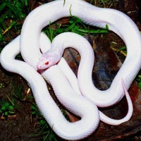 con rắn của obanai