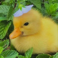 Ducky