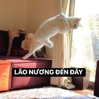 t/g đây