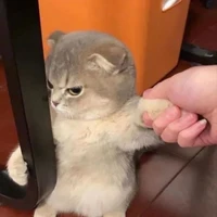 tác giả