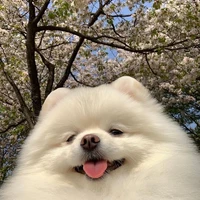 Tác giả cu teo😅