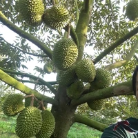 Cân tất nhân vật