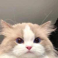 Neko Mashiro(mèo)