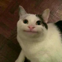 tác giả ( voiu along nha 💔😔 )