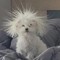 tác giả lười biếng mới lo đc cho eim