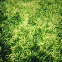 NV phụ