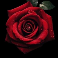 All (tất cả mn )