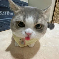 Pudding (T/G)