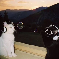 Tần Nguyệt ( kiwi)