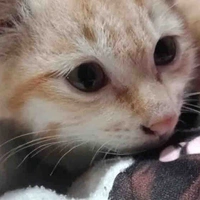 Silie của mấy b