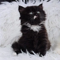 Hắc Miêu (hệ thống)