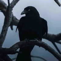 (quạ của các trụ cột)