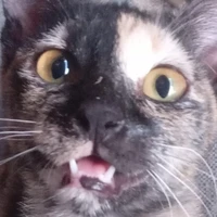 Tác giả bị khùng