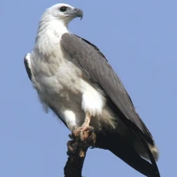 shiro