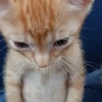 tác giả truyện nhảm