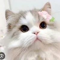tác giả chuche