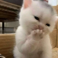 tác giả cuti 😉💗