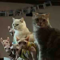 Mấy bé mèo nhà Jsol