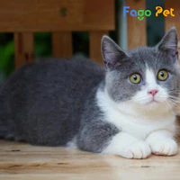 cam cam_HT động vật mèo2