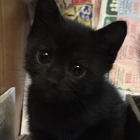 Mèo đen 🐈‍⬛