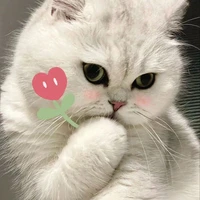 mimi • hệ thống •