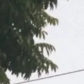 NVP nữ