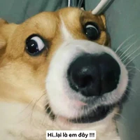 Bobo