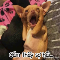 Bố NT