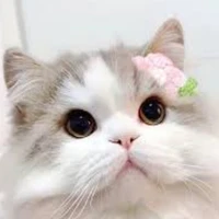 Tác giả mê BL