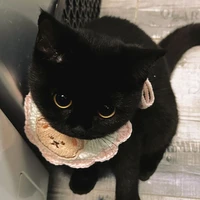 [ Tác giả :D 🫶✨ ]