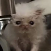 con mèo cute hột dịt