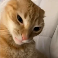 meo méo mèo meo/ran/