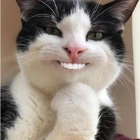 mèo