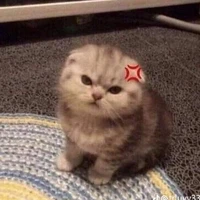 Dino(ht_dạng mèo)