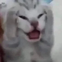 con tác giả