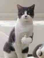 Tgia là mèo không phải đóm🙂