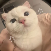Pou