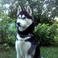 husky