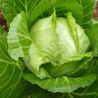 Cọng Cải mắc học