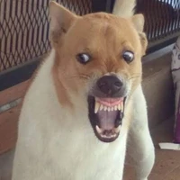 Con Chó!!!