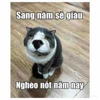 Tác giả nà ✌︎(
