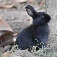 Thỏ đen